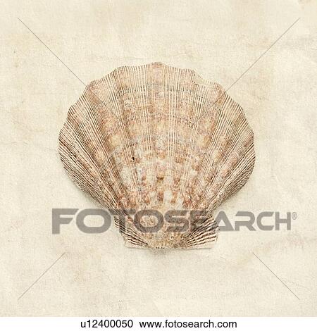 Stock Image - Scallop shell. Fotosearch