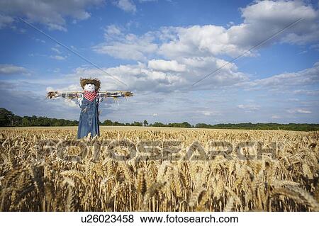 Stock Photo - Scarecrow. Fotosearch