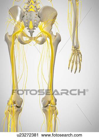 Sciatic nerve, illustration View Large Photo Image Stock Image - Sciatic nerve, illustration. Fotosearch