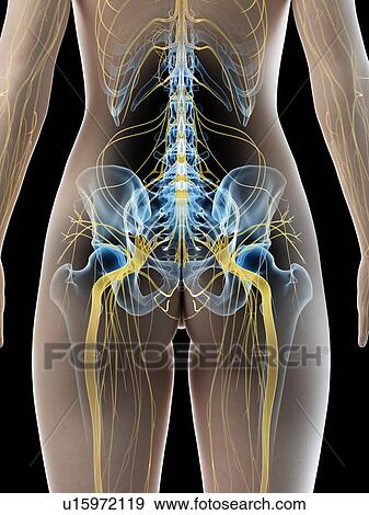 Stock Photo - Sciatic nerve, illustration. Fotosearch