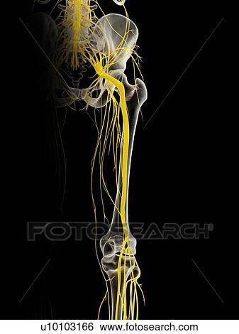 Stock Photograph - Sciatic nerve, illustration. Fotosearch