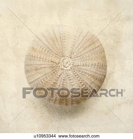 Picture - Sea urchin shell. Fotosearch