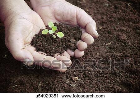 Seedling held in hands View Large Photo Image Stock Image - Seedling held in hands. Fotosearch