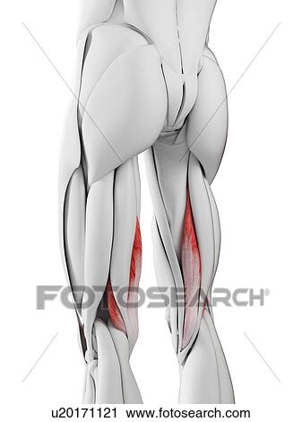 Semimembranosus muscle, illustration View Large Photo Image Stock Image - Semimembranosus muscle, illustration. Fotosearch