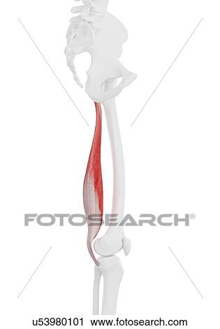 Semimembranosus muscle, illustration View Large Photo Image Stock Image - Semimembranosus muscle, illustration. Fotosearch