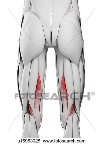Semimembranosus muscle, illustration View Large Photo Image Stock Photography - Semimembranosus muscle, illustration. Fotosearch