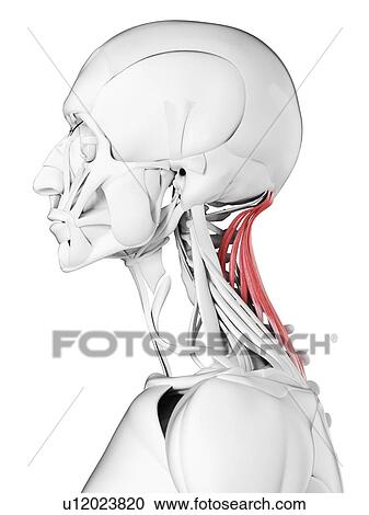 Semispinalis capitis muscle, illustration View Large Photo Image Stock Image - Semispinalis capitis muscle, illustration. Fotosearch