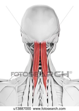 Stock Image - Semispinalis capitis muscle, illustration. Fotosearch