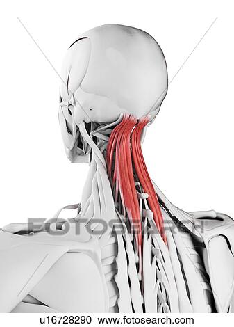 Stock Image - Semispinalis capitis muscle, illustration. Fotosearch