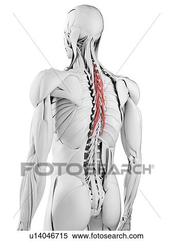 Semispinalis thoracis muscle, illustration View Large Photo Image Stock Photography - Semispinalis thoracis muscle, illustration. Fotosearch