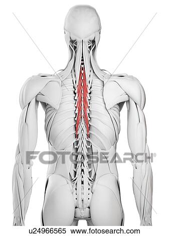 Semispinalis thoracis muscle, illustration View Large Photo Image Stock Photography - Semispinalis thoracis muscle, illustration. Fotosearch