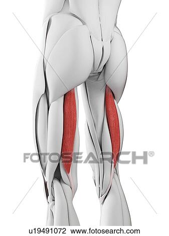 Semitendinosus muscle, illustration View Large Photo Image Stock Image - Semitendinosus muscle, illustration. Fotosearch