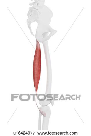 Stock Photo - Semitendinosus muscle, illustration. Fotosearch