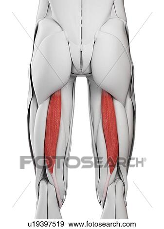 Semitendinosus muscle, illustration View Large Photo Image Stock Photo - Semitendinosus muscle, illustration. Fotosearch