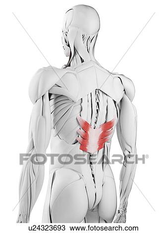 Stock Image - Serratus posterior inferior muscle, illustration. Fotosearch