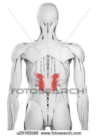 Stock Photo - Serratus posterior inferior muscle, illustration. Fotosearch