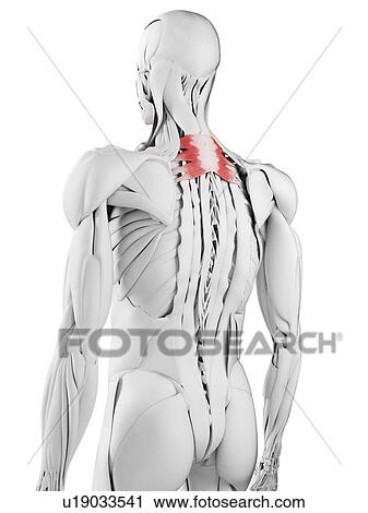 Stock Image - Serratus posterior superior muscle, illustration. Fotosearch