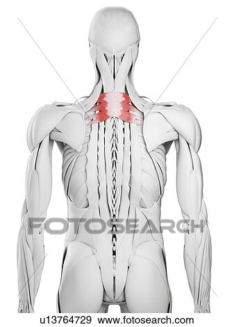 Stock Photo - Serratus posterior superior muscle, illustration. Fotosearch