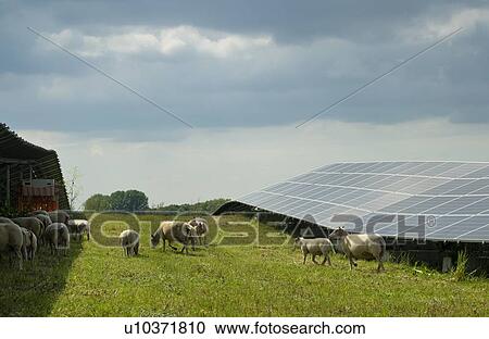 Stock Image - Sheep grazing mustard plants at solar farm, Geldermalsen, Gelderland, Netherlands. Fotosearch