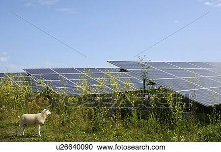 Stock Image - Sheep grazing mustard plants at solar farm, Geldermalsen, Gelderland, Netherlands. Fotosearch