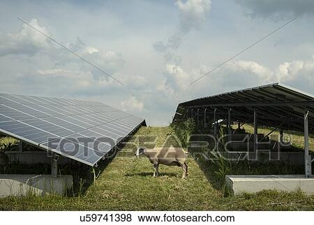 Stock Photo - Sheep grazing mustard plants at solar farm, Geldermalsen, Gelderland, Netherlands. Fotosearch