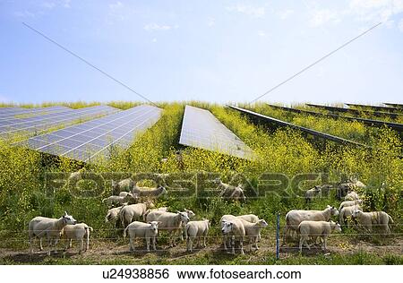 Stock Photograph - Sheep grazing mustard plants at solar farm, Geldermalsen, Gelderland, Netherlands. Fotosearch