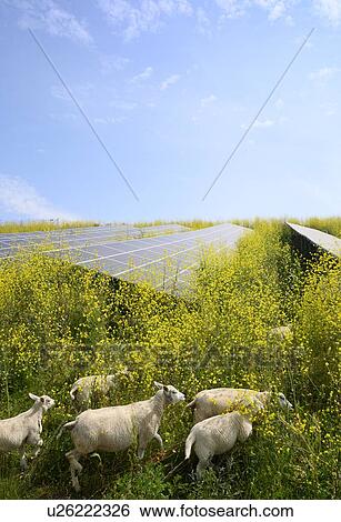 Stock Photograph - Sheep grazing mustard plants at solar farm, Geldermalsen, Gelderland, Netherlands. Fotosearch