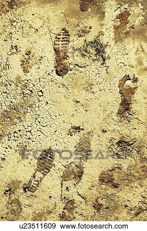 Shoe and foot prints in mud View Large Photo Image Stock Photo - Shoe and foot prints in mud. Fotosearch