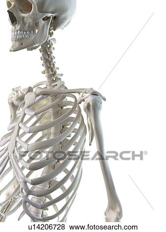 Stock Photo - Shoulder bones, illustration. Fotosearch
