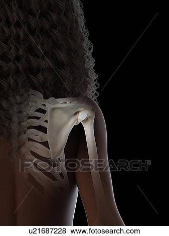 Stock Photo - Shoulder bones, illustration. Fotosearch
