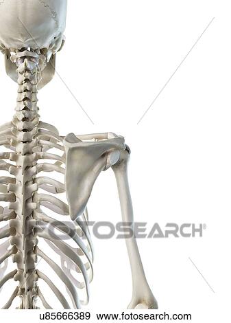 Stock Photo - Shoulder bones, illustration. Fotosearch