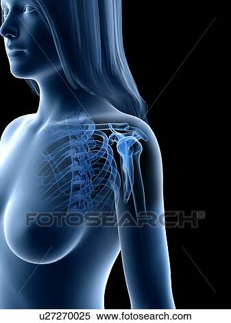 Stock Photography - Shoulder bones, illustration. Fotosearch