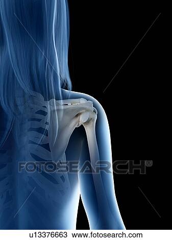 Stock Image - Shoulder joint, illustration. Fotosearch
