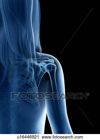 Stock Image - Shoulder joint, illustration. Fotosearch
