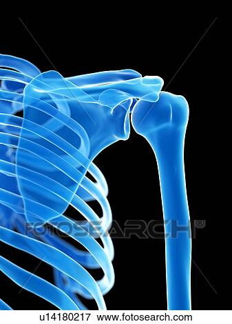 Stock Photo - Shoulder joint, illustration. Fotosearch
