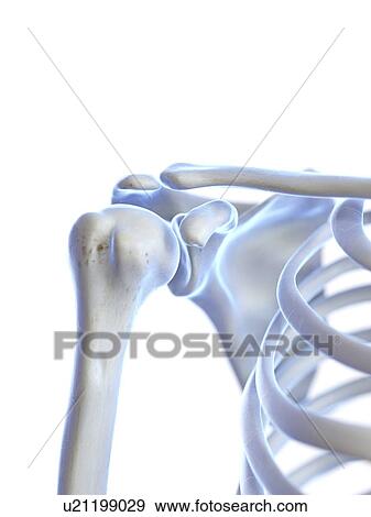 Stock Photo - Shoulder joint, illustration. Fotosearch