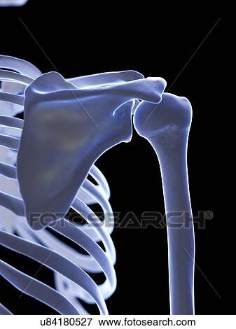 Stock Photo - Shoulder joint, illustration. Fotosearch