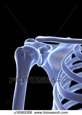 Stock Photograph - Shoulder joint, illustration. Fotosearch