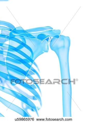 Shoulder joint, illustration View Large Photo Image Stock Photograph - Shoulder joint, illustration. Fotosearch