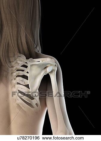 Shoulder joint, illustration View Large Photo Image Stock Photograph - Shoulder joint, illustration. Fotosearch