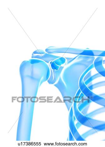 Stock Photography - Shoulder joint, illustration. Fotosearch