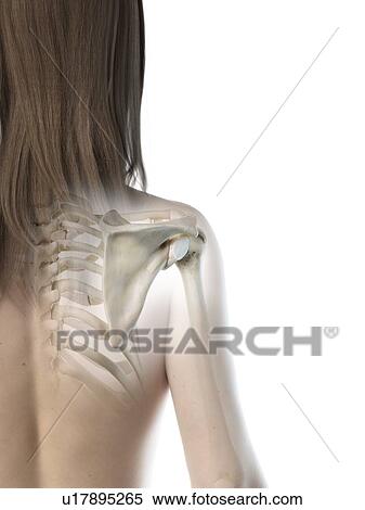 Stock Photography - Shoulder joint, illustration. Fotosearch