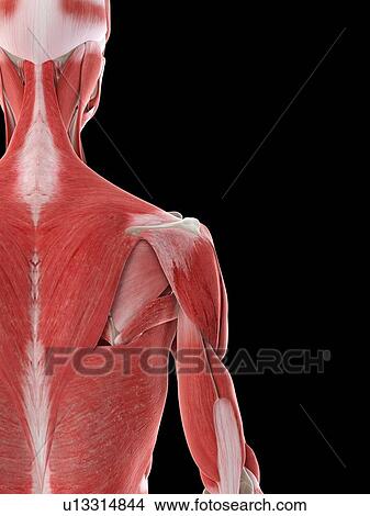 Picture - Shoulder muscles, illustration. Fotosearch