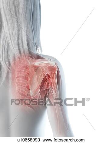 Stock Image - Shoulder muscles, illustration. Fotosearch