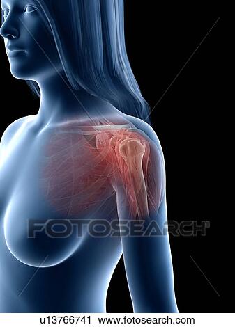 Shoulder muscles, illustration View Large Photo Image Stock Image - Shoulder muscles, illustration. Fotosearch