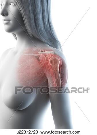 Shoulder muscles, illustration View Large Photo Image Stock Image - Shoulder muscles, illustration. Fotosearch