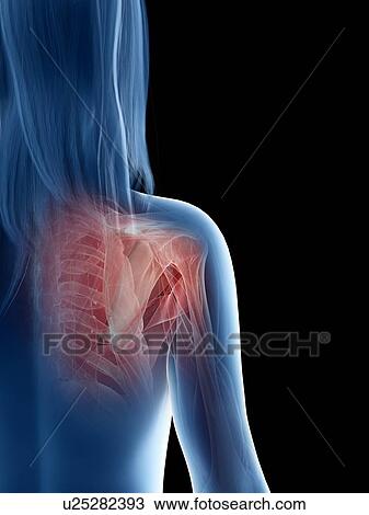 Shoulder muscles, illustration View Large Photo Image Stock Image - Shoulder muscles, illustration. Fotosearch