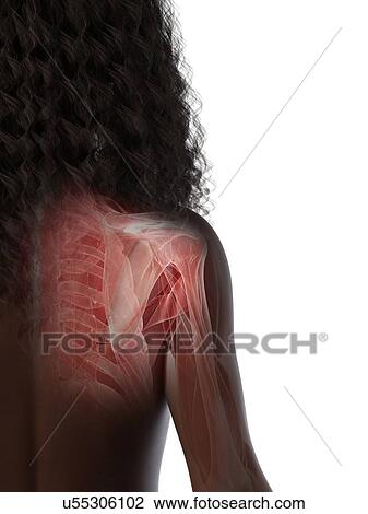 Stock Image - Shoulder muscles, illustration. Fotosearch