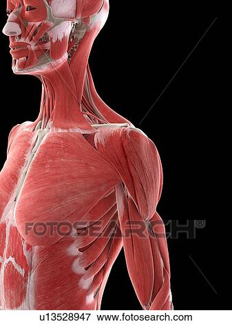 Shoulder muscles, illustration View Large Photo Image Stock Photo - Shoulder muscles, illustration. Fotosearch