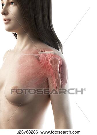 Stock Photograph - Shoulder muscles, illustration. Fotosearch